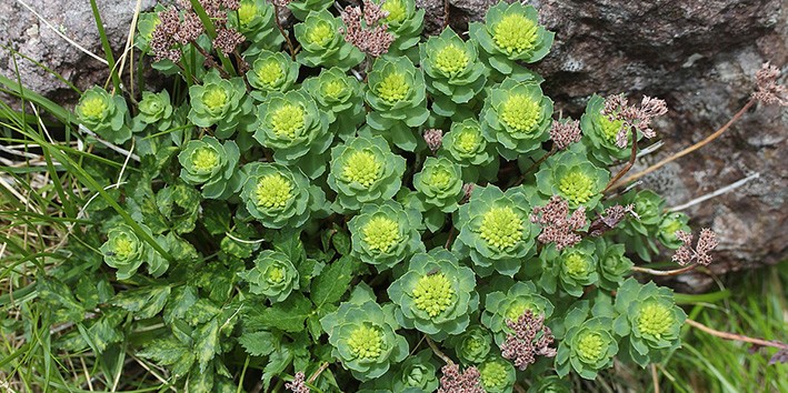 Nootropicos naturais rhodiola